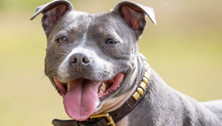 Staffordshire Bull Terrier Dog Breed Information Purina Staffordshire Bull Terrier Dog Breed Information Purina
